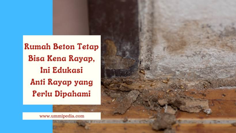 Anti rayap